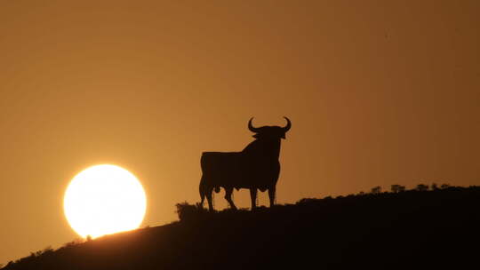 日落时的奥斯本公牛视频素材模板下载