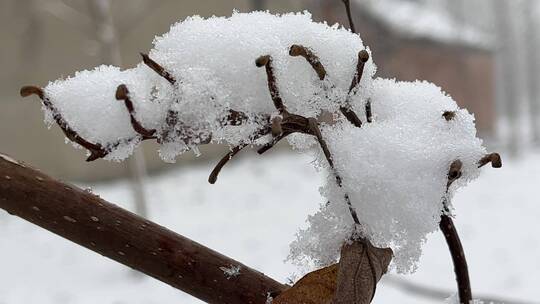 冬天的白雪视频