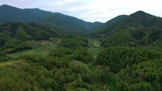 航拍春天茶山梯田武夷山燕子窠生态茶园