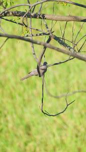 一只珠颈斑鸠停留在秋天稻田的树枝上