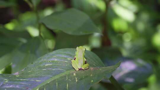 热带生态野生动物雨蛙趴在叶上