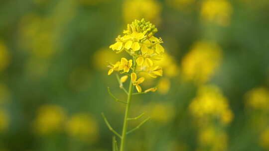 春天农村金黄色油菜花绽放