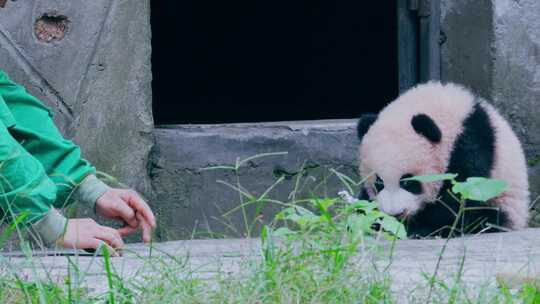 大熊猫幼崽晒太阳视频素材模板下载