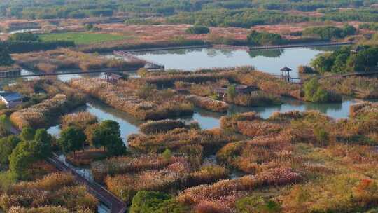 浙江湖州德清下渚湖湿地公园秋色航拍