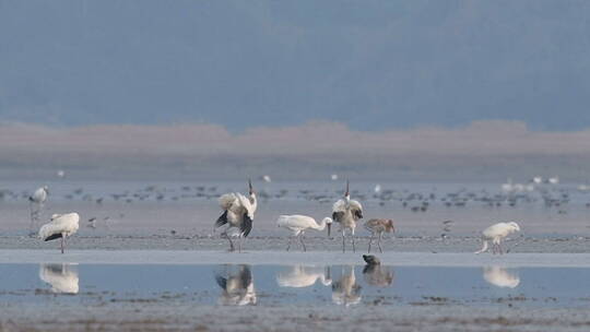 鄱阳湖候鸟视频，白鹤鸣叫 视频原声