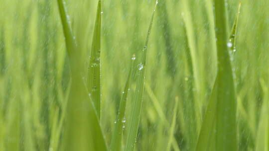 雨水滋润植物水稻秧苗露珠