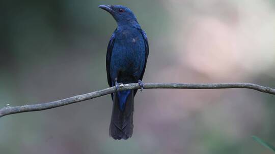 鸟 亚洲童话蓝鸟 野生动物