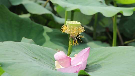 山东省荣成市大疃镇荷花苑夏季风光