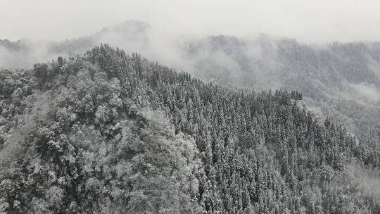 冬天森林雪景