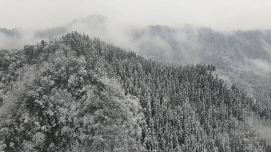 冬天森林雪景视频素材模板下载