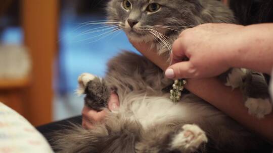 抚摸一只漂亮的猫视频素材模板下载