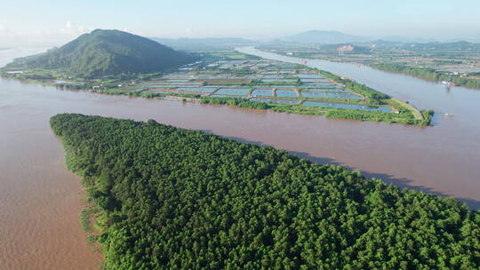 珠江三角洲冲积平原水松林航拍