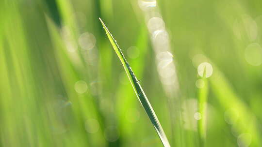 春天唯美户外草地小草视频素材