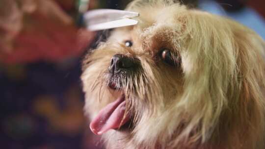 美容师用剪刀修剪狗的刘海