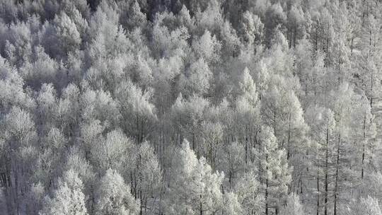 高山雾凇