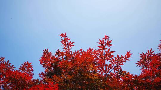 实拍红色枫叶树叶植物视频素材模板下载