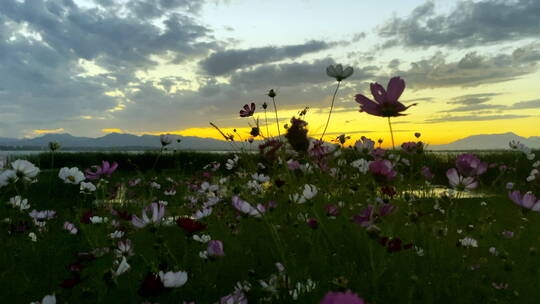 湖岸晚霞格桑花