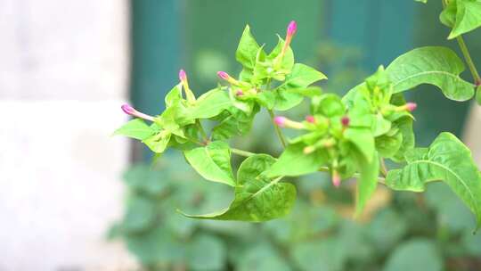 牵牛花 草本植物 喇叭花 大牵牛 旋花科