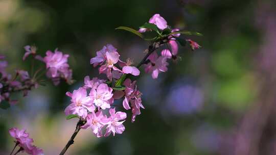 盛开的海棠花