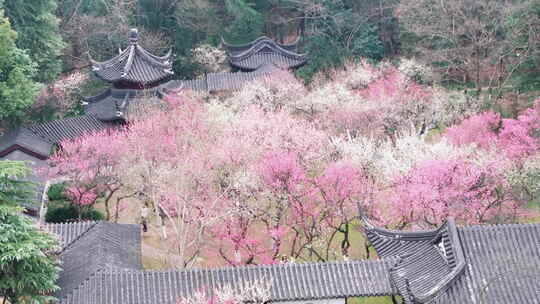 古建筑旁盛开的粉色白色花丛