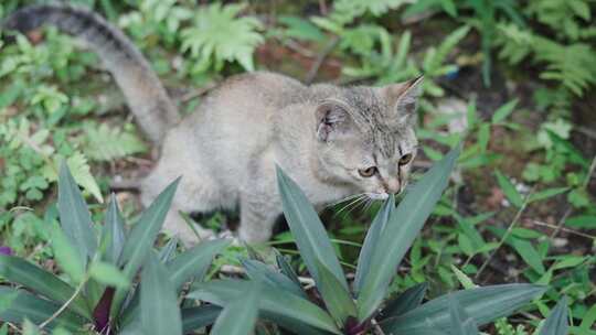 草丛里上厕所的猫咪