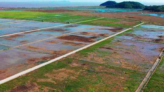 稻田风光，稻田航拍，沿海地区稻田，宣传片