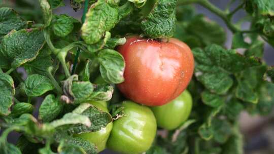西红柿 番茄 蔬菜大棚 蔬菜