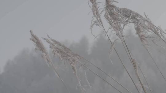 雾凇芦苇冰花LOG