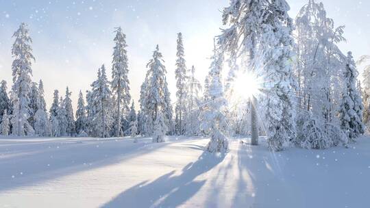 唯美冬日的阳光照在积雪覆盖的松树林