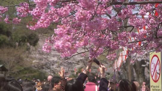 拍摄粉色樱花的游客