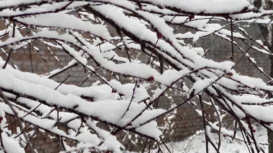 【镜头合集】鹅毛大雪雪景树枝上的积雪