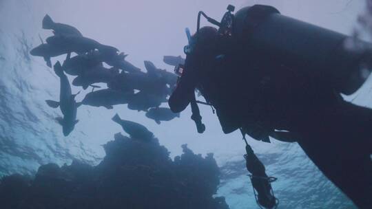 潜水员在海底拍照