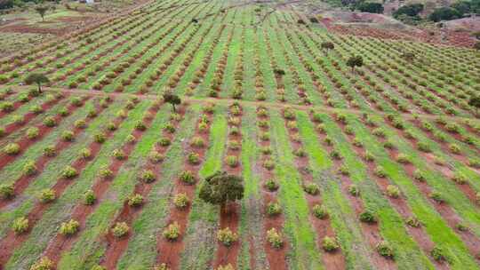 智能农业技术——肯尼亚鳄梨农场的无人机视