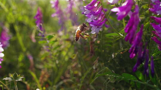 初夏夕阳下草地上野花和蜜蜂