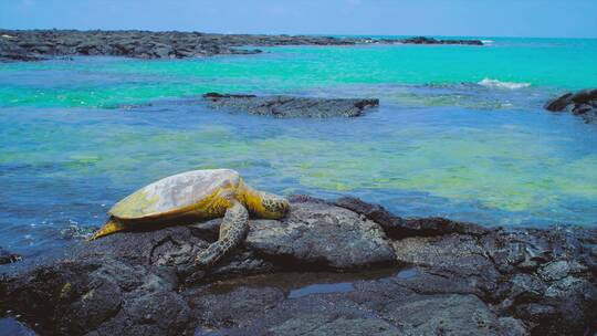 海龟趴在海岸边的岩石上