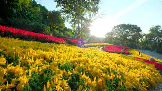 穗冠花的花海花田梯田