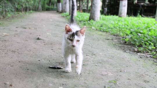 流浪猫奔跑