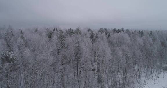 冬季森林景观