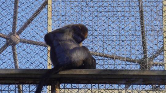 野生动物园猴子长臂猿视频素材模板下载