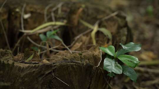 树林中的老木头桩实拍