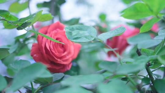 春天的红色玫瑰花