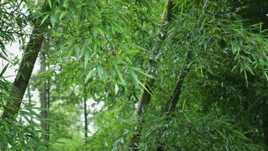 下雨天竹林景观特写，竹节挺拔竹叶繁茂