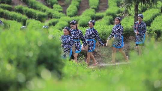 茶农身着民族服饰采茶