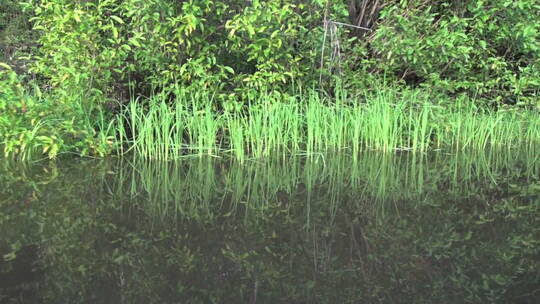 亚马逊河流里的水草