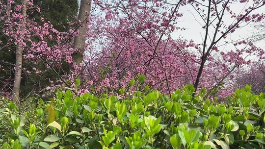 济南百花公园春天赏玉兰花、桃花