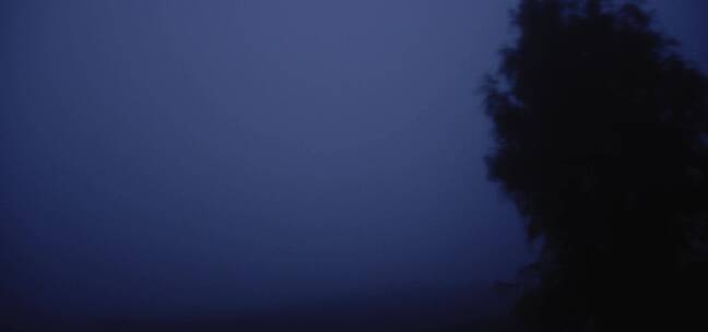 夜晚浓雾中的大树