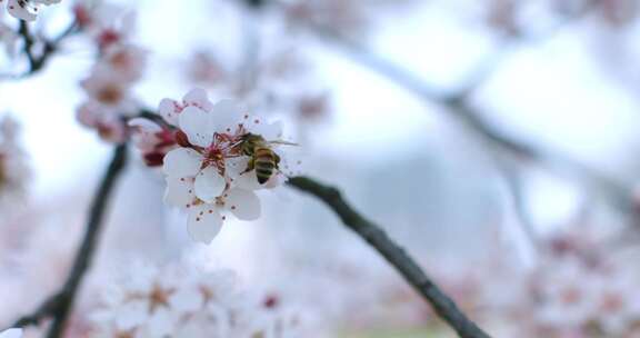 蜜蜂采蜜特写
