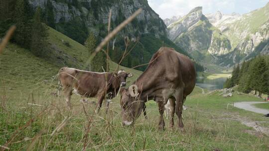 山脚下放牧的奶牛   