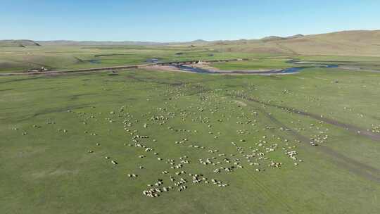 航拍呼伦贝尔草原牧场羊群
