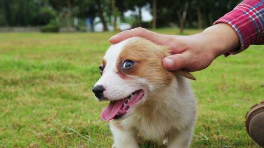 宠物狗柯基幼犬草地欢乐奔跑慢镜头合集
